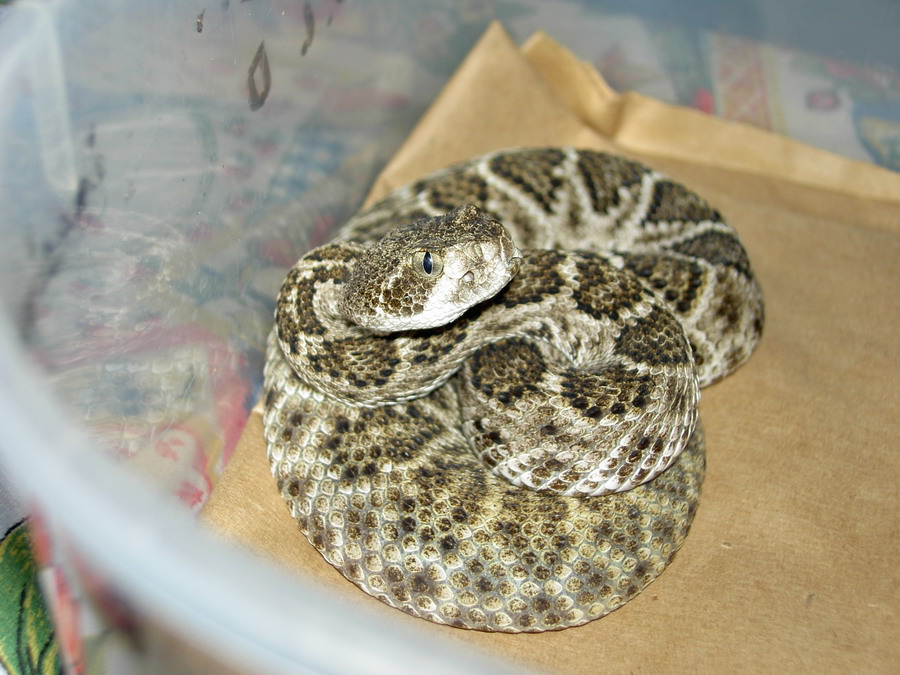 Crotalus atrox1.jpg [175 Kb]